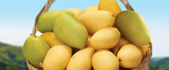 WEB CATEGORY MANGO